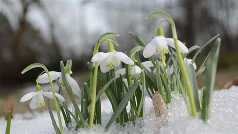 First White Spring Snowdrop Snowflake Flowers Between Snow Move In Wind