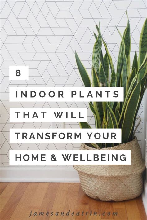 8 Indoor Plants That Will Transform Your Home And Wellbeing Indoor