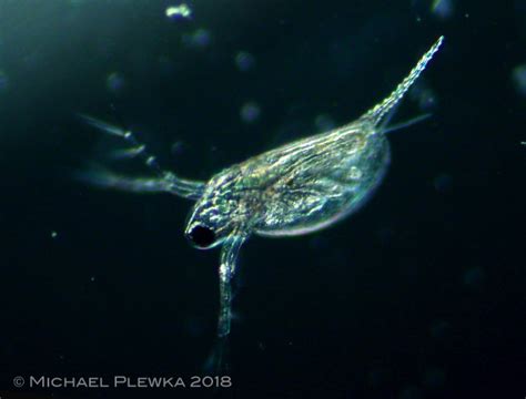 Freshwater And Other Micro Organisms From Germany Daphnia Longispina