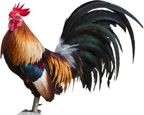 980 X 784 52 Cock Hd Png Clipart Large Size Png Image Pikpng