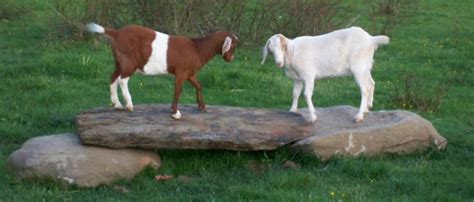 Goat Petting Zoo Rota Spring Farm