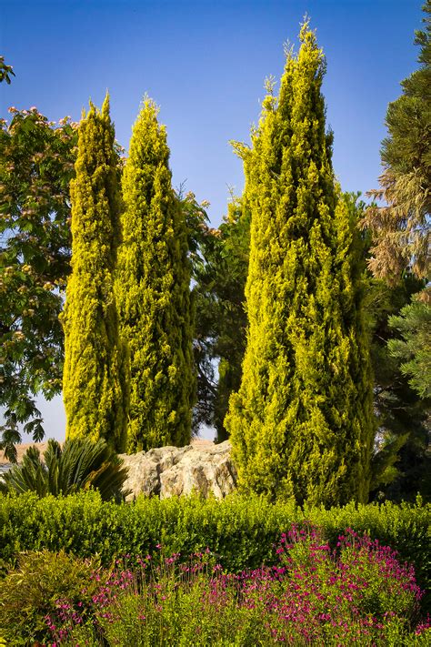 Golden Italian Cypress Tree For Sale | The Tree Center™