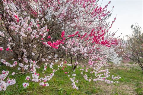 Beautiful Peach Blossoms Of Flowering Peach`s Tree Garden Stock Image