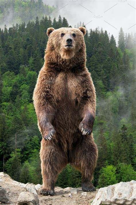 Big Brown Bear Standing On His Hind High Quality Animal Stock Photos