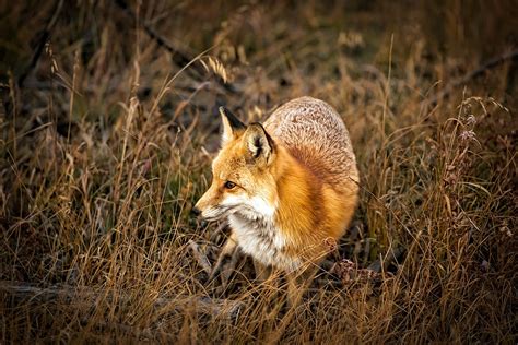 Colorado Fox Animal Free Photo On Pixabay Pixabay