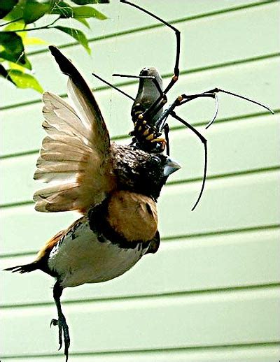 Spider Eating A Bird Caught In Its Web Animals Eating Animals