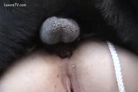 A Dog Proffers The Enjoyment Of Intercourse By The Pecker