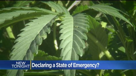 State Senator Wants State Of Emergency Declared Over Illegal Pot Grows Youtube