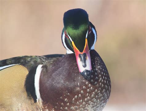 Wallpaper Portrait Nature Feathers Wildlife Duck Beak Mallard