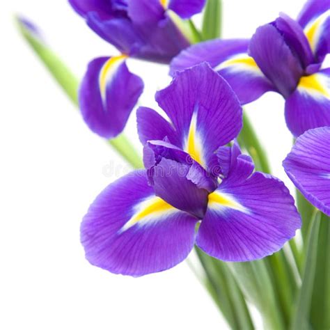 Purple Iris Stock Photo Image Of Flora Beauty Bright 20190692