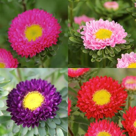 For wilderness enthusiasts or simply people who do not see beauty in a reservoir due to the unsustainable water practices of. Aster Matsumoto flowers are available year-round from ...