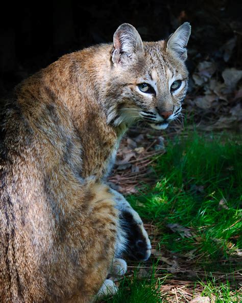 Wnc Nature Center Bobcat Tom Rhyne Photography