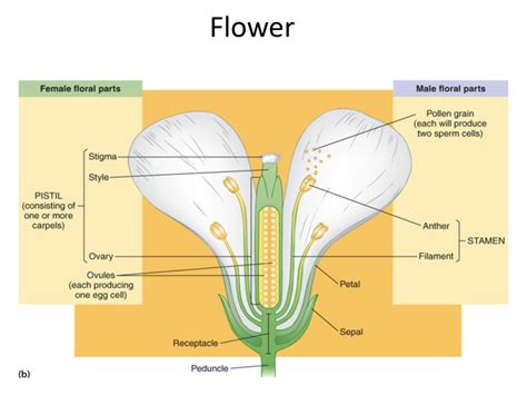 Flower Diagram Quizlet