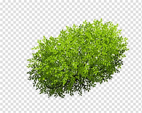 Green Grass Illustration Euclidean Shrub Tree Bush Transparent