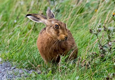 Brown Hare Wildlife Online