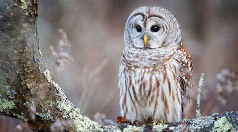 The smallest owl is the elf owl, which lives in the southwestern united states and mexico. Can I Have an Owl as a Pet? | Pet Lovers Palace