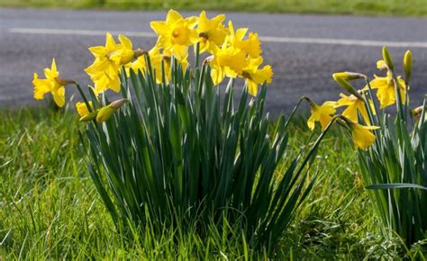 Planting Daffodils In City Sidewalk Tree Pits And The Daffodil Project