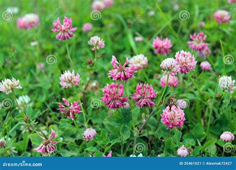 Pink Flowers Of Clover Stock Image Image Of Floral Nature 35461021