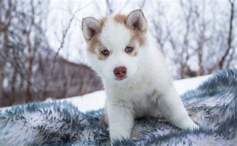 These Husky Puppies Playing In The Snow Are Cute Beyond Comprehension