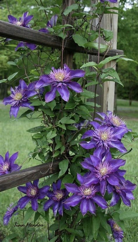 Glories vining plants ground > and hyacinth process s. Pin by Sheri Lynn on Purple | Beautiful flowers wallpapers ...