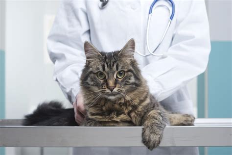 Hyperesthesia In Cats Causes And Treatment Of Feline Hyperesthesia