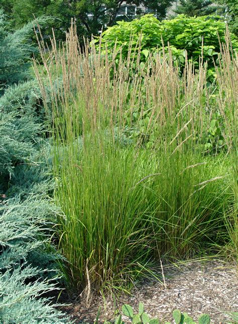 Garden Housecalls Feather Reed Grass ‘karl Foerster