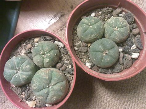 San pedro cactus contains the psychedelic compound mescaline, yet can also be grown to serve as a san pedro cactus grows tall and mighty and can serve as an impressive and towering ornament in any garden or green house. Rooting lophophora williamsii cutting - The Ethnobotanical ...