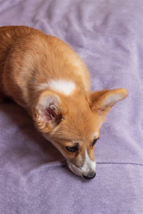 Sad Puppy Welsh Corgi Pembroke Lying On The Bed Stock Image Image Of