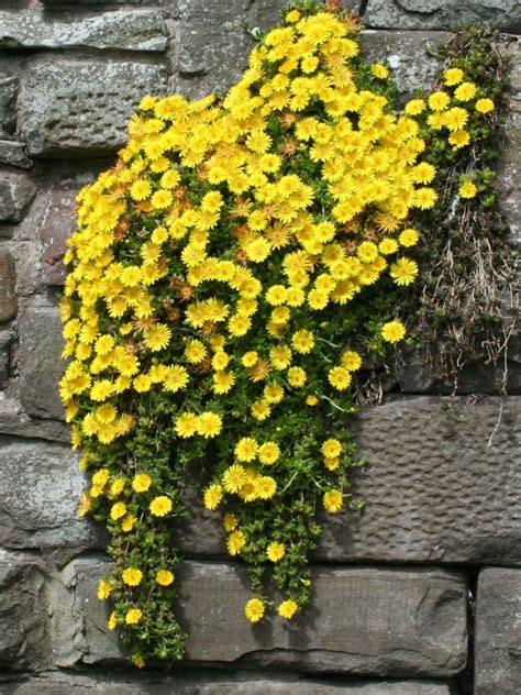 Yellow Ground Cover Flowers Beautiful Insanity