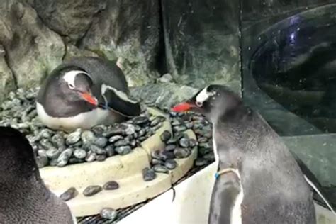same sex penguin couple at aquarium in sydney are fostering a real egg
