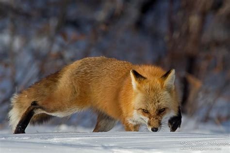 Red Fox On The Prowl Colorado Photography Club Wildlife Photography