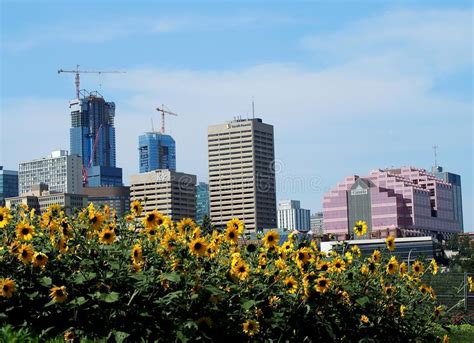 Edmonton Alberta Cityscape Or Skyline With Sunflowers Editorial