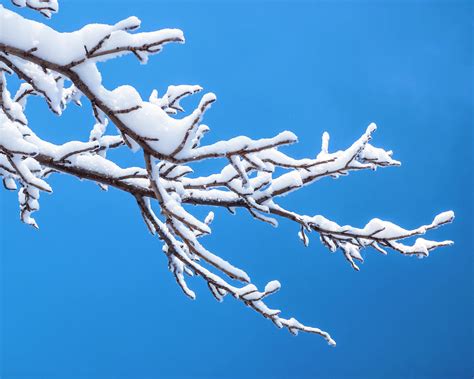 Snow Covered Tree Branch Photograph By Patti Deters Fine Art America