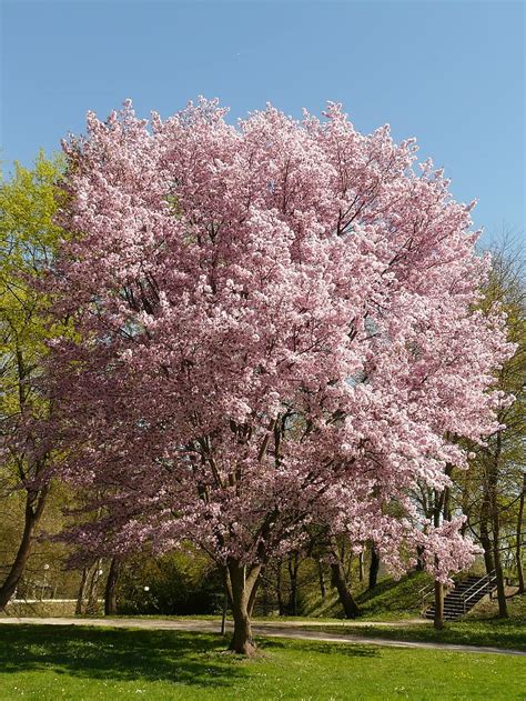 Cherry Blossom Blossom Bloom Tree Japanese Cherry Japanese