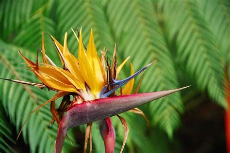 We have been here for a long time and we always try to present the best wallpapers for you in high definition. Wallpapers Birds Of Paradise - Wallpaper Cave