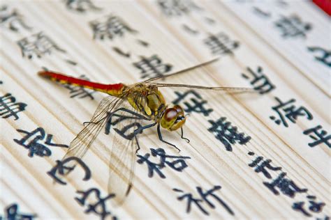 Japanese Dragonfly Photograph By Matthew Bamberg Fine Art America