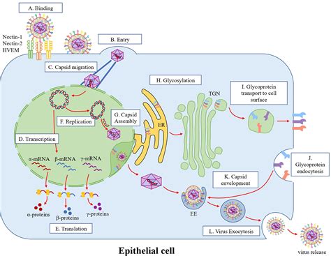 Frontiers | Crosstalk Between Epithelial Cells, Neurons and Immune