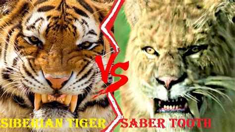 Saber Tooth Tiger Vs Siberian Tiger Saber Tooth Tiger Vs Siberian Tiger Who Would Win Youtube