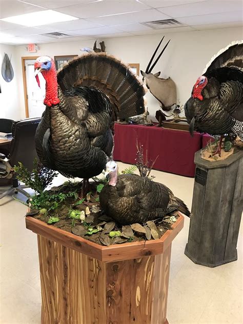 Multiple Turkey Displays Stehlings Taxidermy