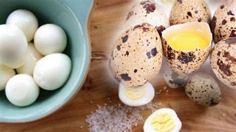 Umumnya unggas yang dikonsumsi di indonesia adalah ayam dan bebek. Di Antara Telur Ayam, Telur Bebek dan Telur Puyuh, Mana ...