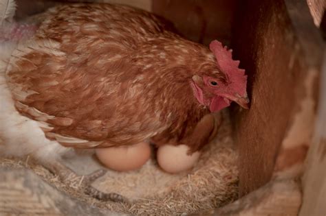 best chickens for egg production chickens in the six