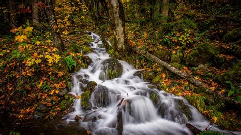 Forest Stream Waterfall During Fall 4k 5k Hd Nature