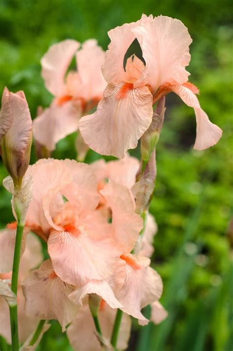 Pink Irises Bloom In The Summer Garden Stock Image Image Of Blooming