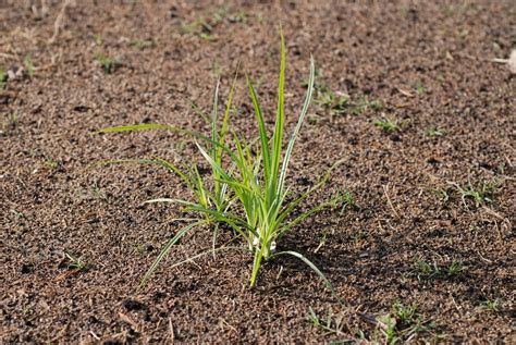 Yellow Nutsedge Two New Publications On Controlling This Troublesome