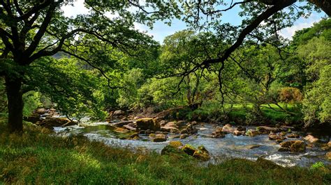 Dartmoor Forest Trees Wallpapers Wallpaper Cave