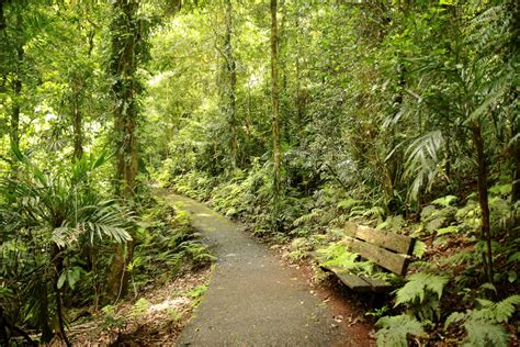 Unesco Gondwana Regenwouden Van Australië