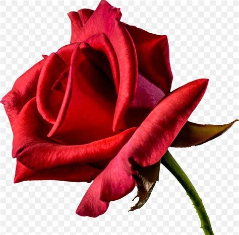 Desktop Wallpaper Red Rose Flowers