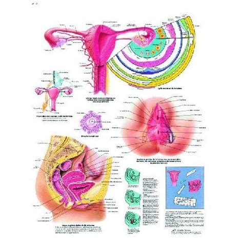 An organ is a collection of tissues that have a specific role to play in the human body. The Female Genital Organs Chart | Health and Care