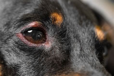Eye Infections In Dogs Symptoms And Treatment Critter Culture