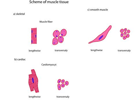 Smooth Muscle Definition Anatomy